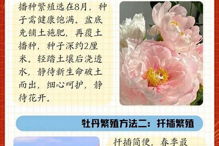 牡丹在开花的时候可以施肥吗