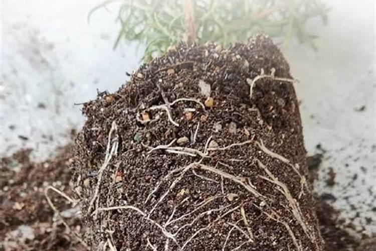 水培绿萝用什么肥料长得快