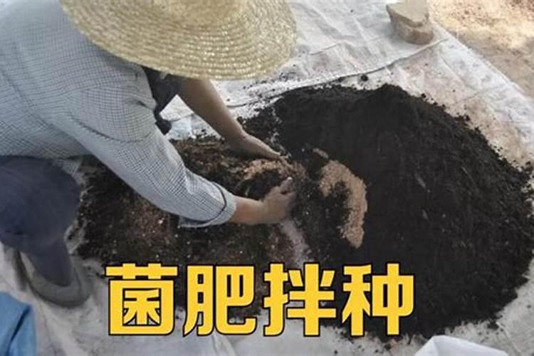 什么肥料促进根系生长