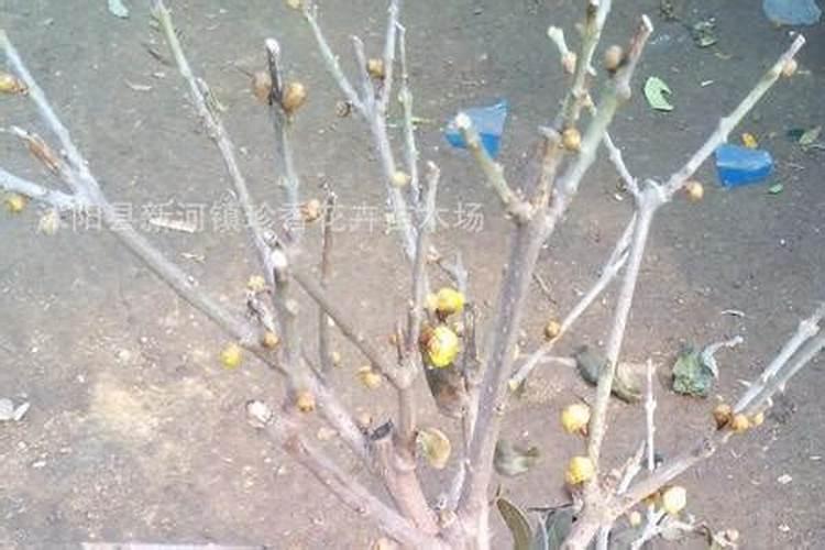 葵瓜子怎么种