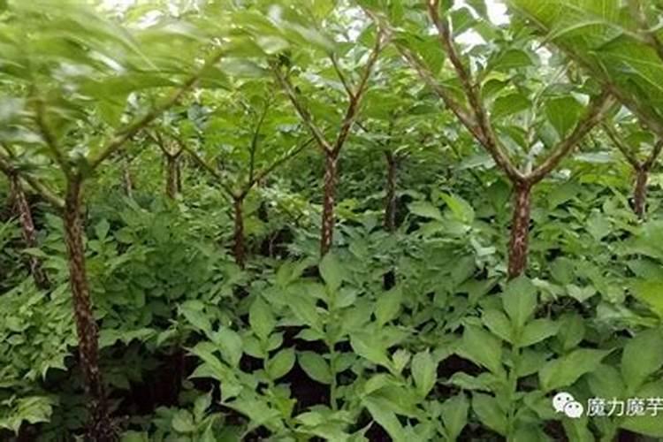云南富源一代白魔芋种植要求