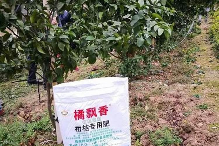 柑橘7月施什么肥