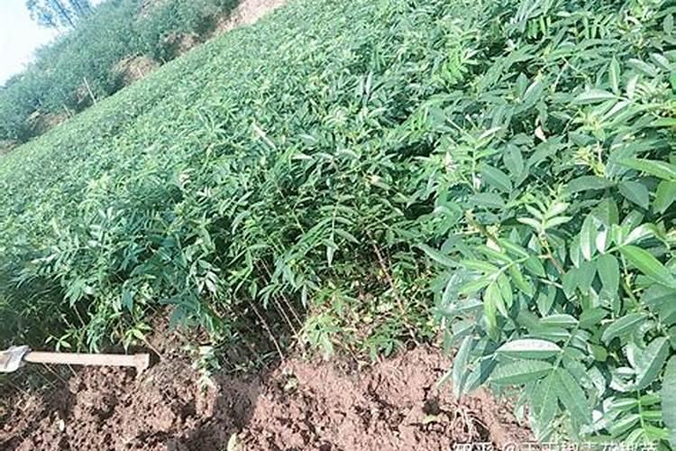 花椒用不用上肥料