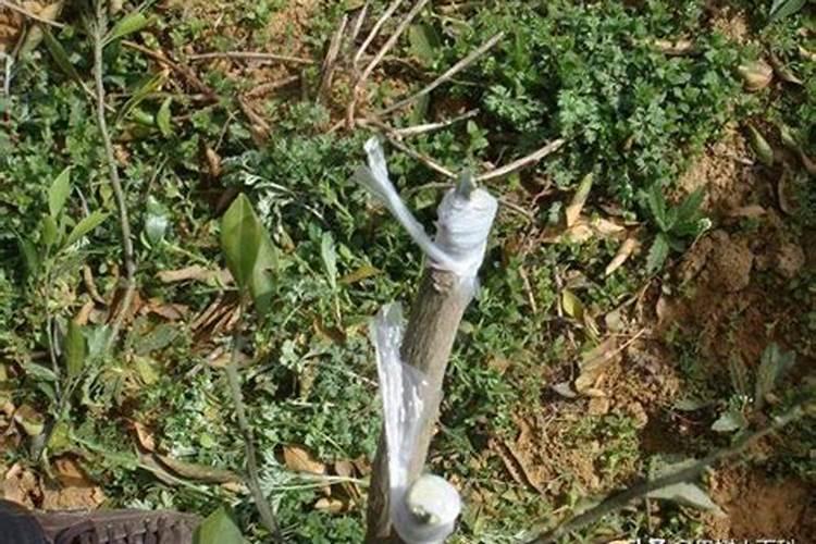 柑橘秋梢不整齐怎样治？
