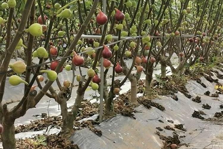 无花果用什么肥料最好