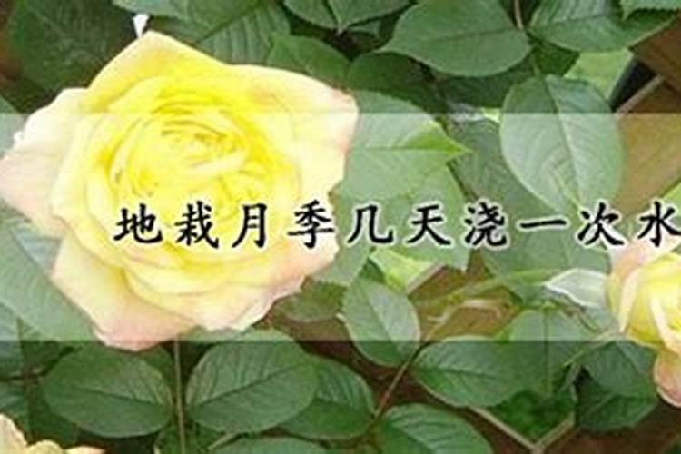 地栽月季多久施肥一次
