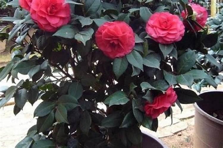 茶花的养护方法 茶花有哪些养护技巧