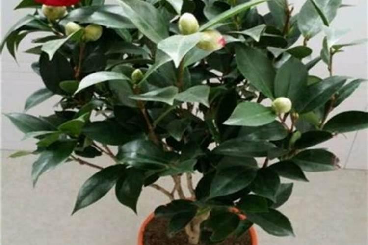 如何养殖茶花树