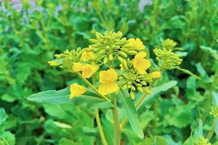 油菜移栽后几天可施肥
