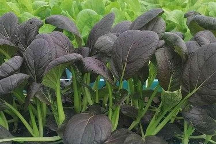 油菜苗长不高的原因有哪些 怎么处理比较好