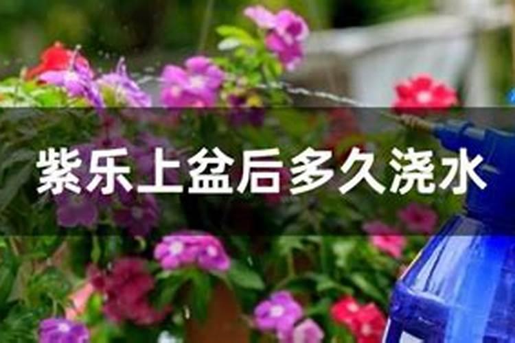 兰花叶面肥可以喷新苗吗？
