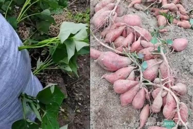 “一窝红薯一把灰,红薯结成一大堆”,种植红薯该如何选择底肥？