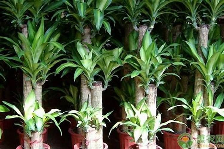 巴西木什么季节施肥最好 施肥多少合适