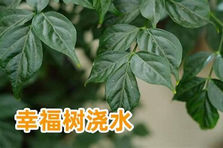 幸福树施什么肥最好 幸福树怎么施肥