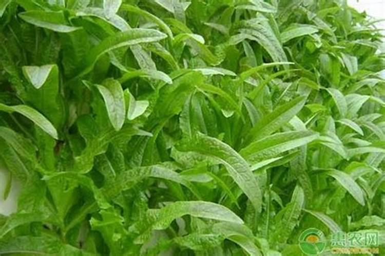 5月份适合种植什么中药？