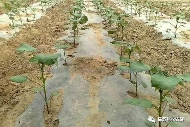 硼肥的最佳使用时期 硼肥的最佳使用是什么时候