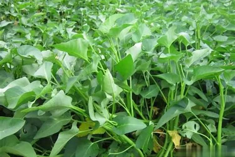 空心菜施肥用什么肥料