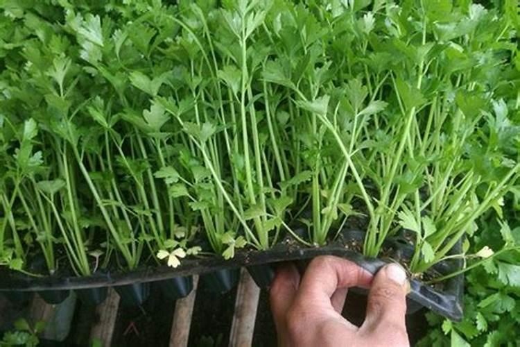 芸苔素对芹菜的使用技巧