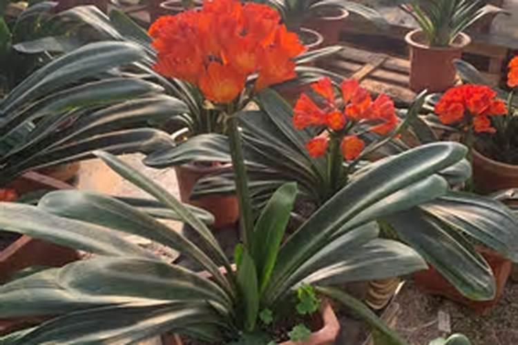 君子兰施什么肥最好 最好选用有机肥