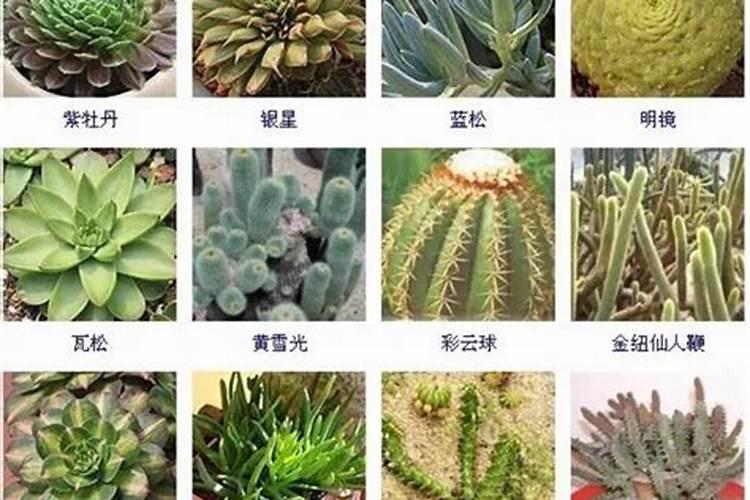 什么花适合做稻壳炭？