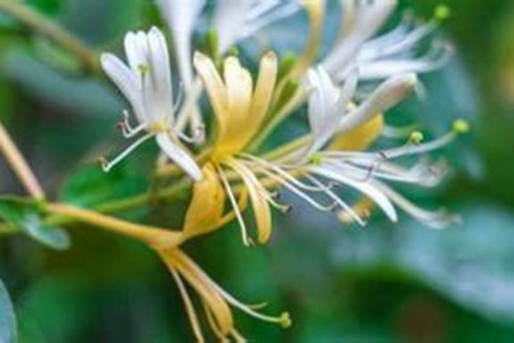 金银花施什么肥