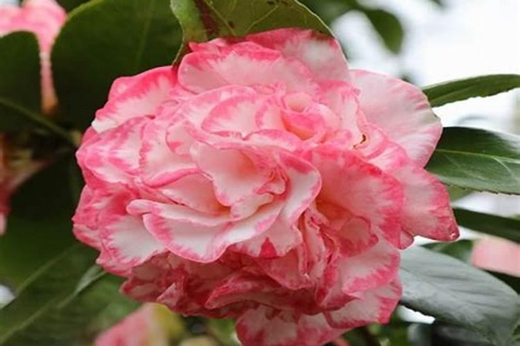 茶花开花后需要施肥吗？需要注意什么？