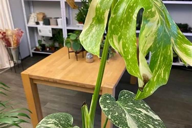 黄锦龟背竹品种