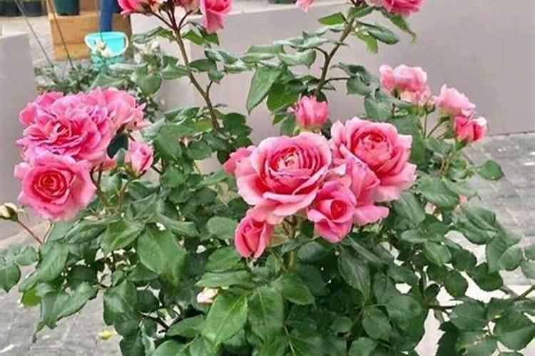 月季花用什么肥料最好最旺花