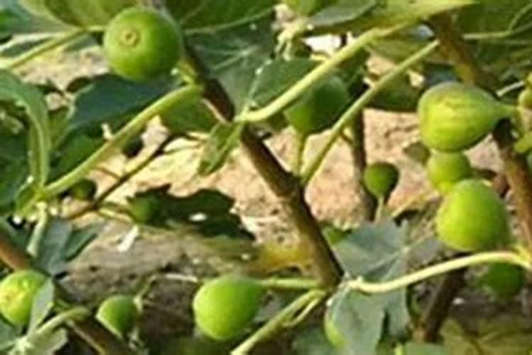 无花果用什么肥料最好