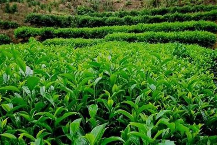 防治茶树病虫使用的波尔多液是什么？