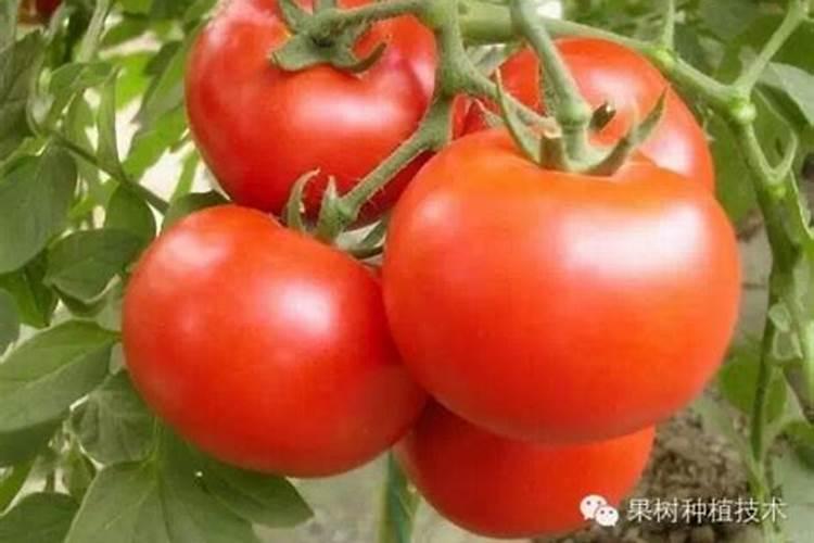 西红柿种植技术与管理 附常见的病虫害
