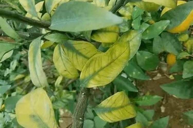 镁肥的主要作用是什么,如何科学施用镁肥？