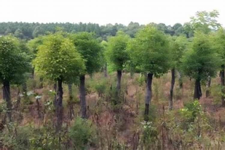 黄瓜浇什么能多结瓜