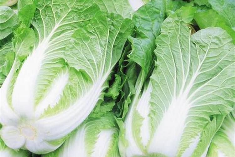 高山栽培大白菜如何进行田间管理？
