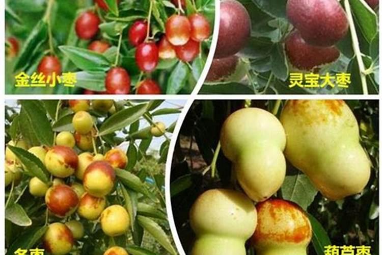 枣树上使用哪些叶面肥料效果比较好？