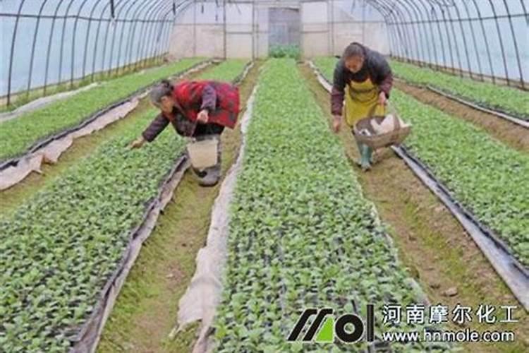 冬季大棚蔬菜用什么样的水溶肥效果比较好？