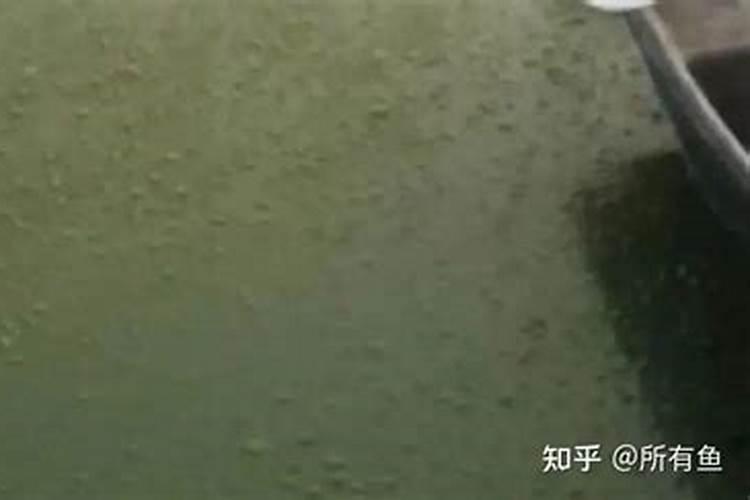 水产养殖中爆发的蓝藻,如何解决？