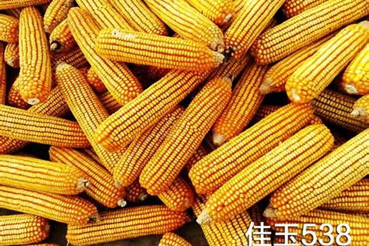 玉米什么时候追肥合适 高产追肥方法