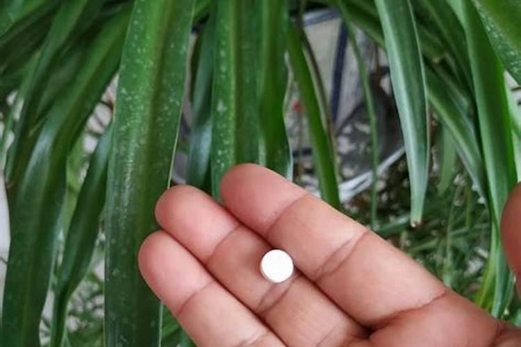 生根粉怎么用效果最佳