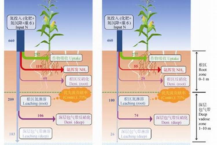 氮肥和磷钾肥能一起用吗 氮肥可以促进植物什么生长