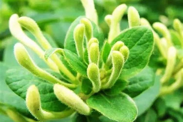 金银花施什么肥料最好(金银花施什么肥长得最快产量高)