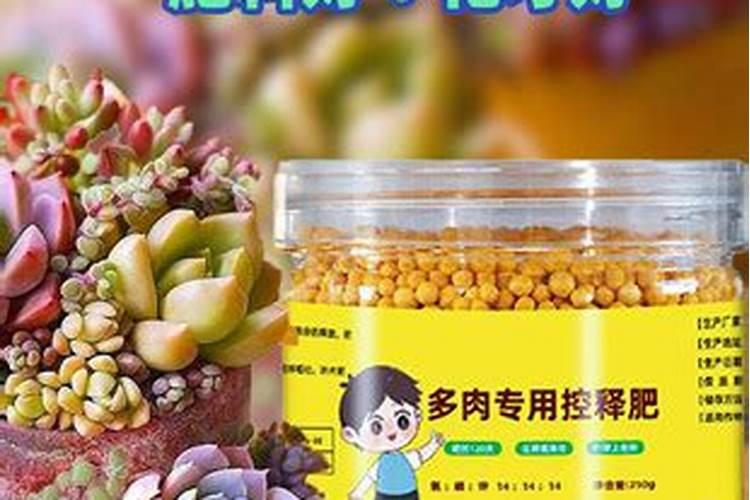 这多肉为什么很多人说好养,我就一直养不好呢？