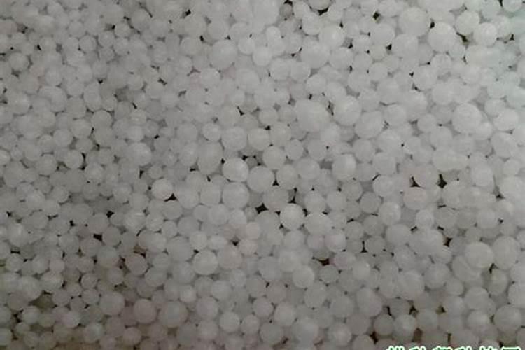 沙棘果栽培管理