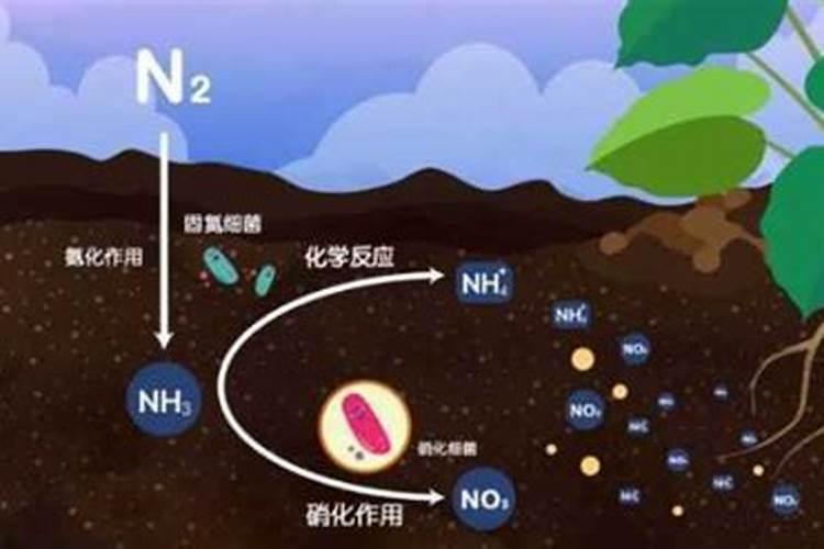 种植氮肥怎么转化