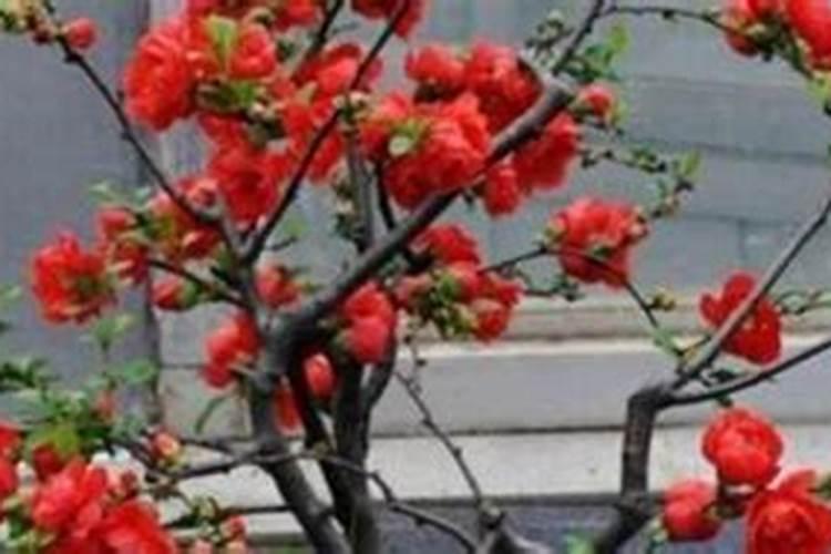 如何种植海棠花