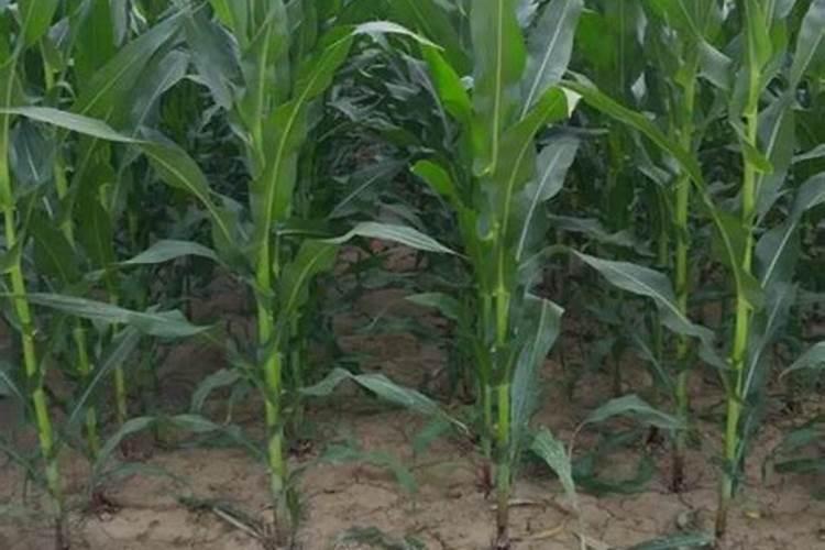 玉米施什么肥好 玉米可以施什么肥