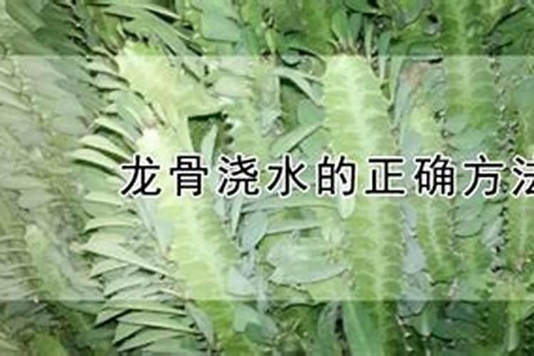 龙骨花生长各阶段应该施什么肥？