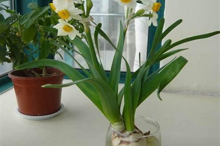 水培水仙花开花后如何养护、留种？