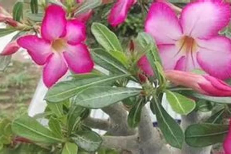 玫瑰怎么施肥,盆栽玫瑰施肥最佳时间(分四个阶段)