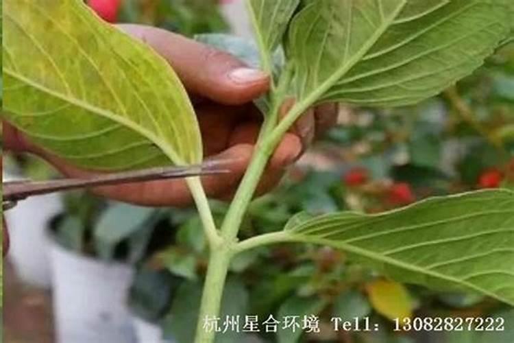 绣球花怎么种植长芽长叶